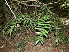 Ripogonum discolor