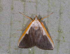 Pylartes subcostalis