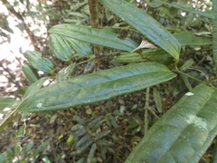 Ripogonum discolor