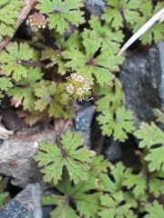 Hydrocotyle dissecta