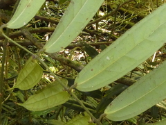 Ripogonum discolor