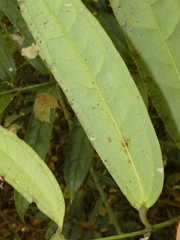 Ripogonum discolor