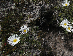 Celmisia hieraciifolia gracilis