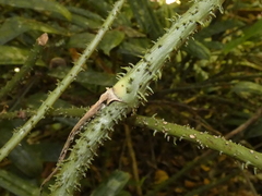 Ripogonum discolor