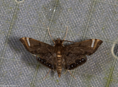 Eugauria albidentata