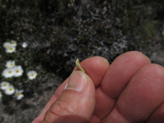Celmisia hieraciifolia gracilis