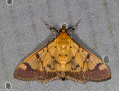 Syllepte fabiusalis