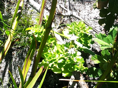 Pseudoselago peninsulae