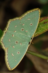 Comostola meritaria