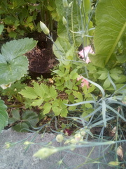 Levisticum officinale