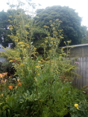 Levisticum officinale