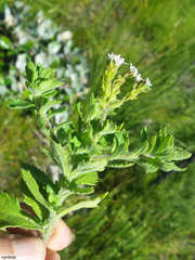 Pseudoselago peninsulae