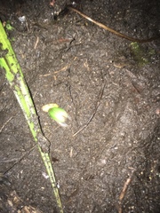 Stethaspis suturalis