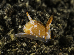 Siphopteron nakakatuwa