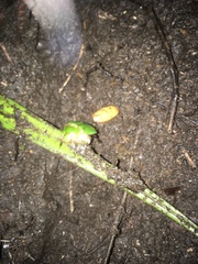 Stethaspis suturalis