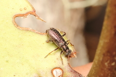 Lemidia