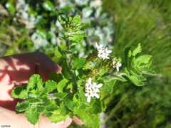 Pseudoselago peninsulae