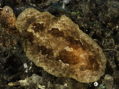 Carminodoris grandiflora image