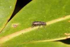 Lemidia