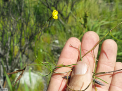 Lebeckia wrightii