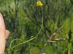 Lebeckia wrightii