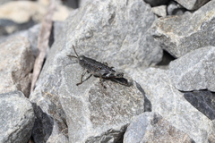 Brachaspis collinus