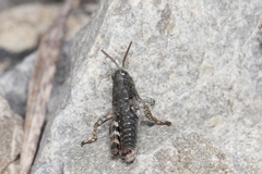 Brachaspis collinus