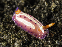 Mexichromis aurora