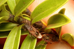 Rhypodes