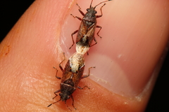 Rhypodes