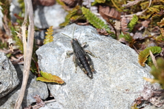 Brachaspis collinus