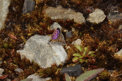 Lycaena boldenarum