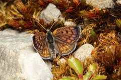 Lycaena boldenarum