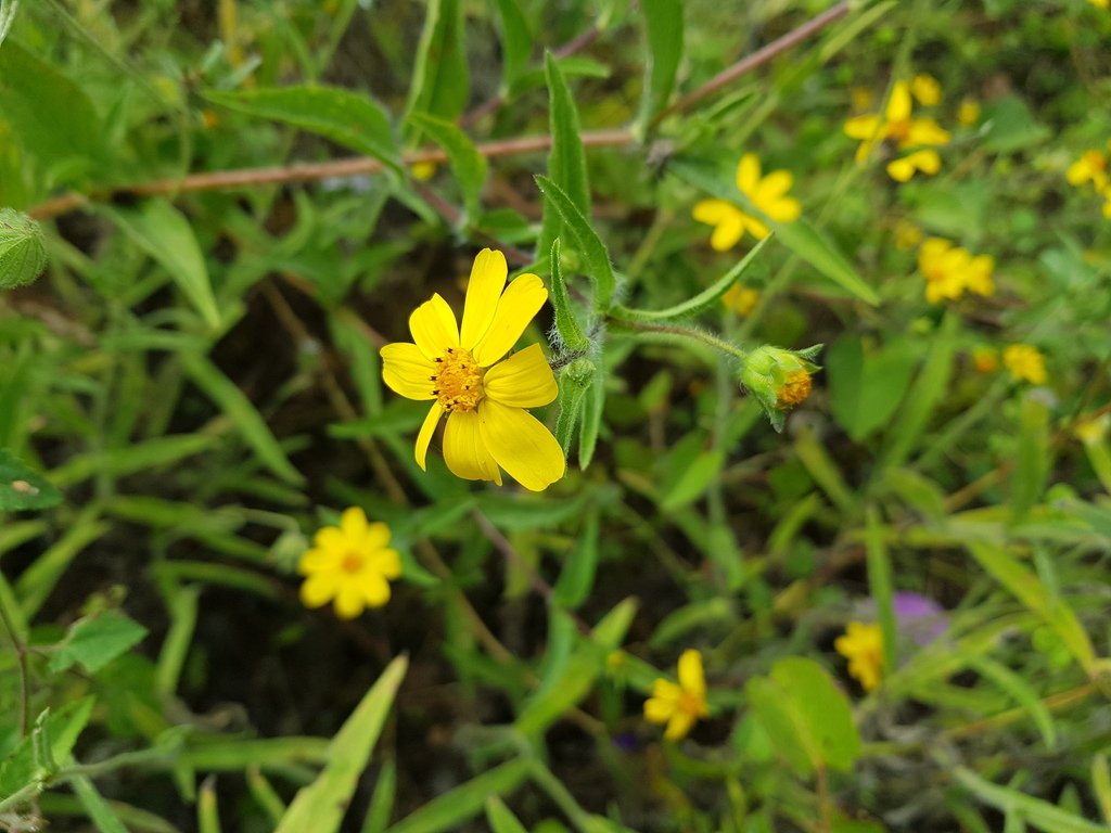 Wedelia bonplandiana