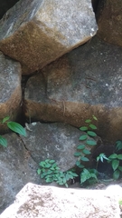 Sphenomorphus sanctus