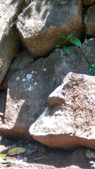 Sphenomorphus sanctus