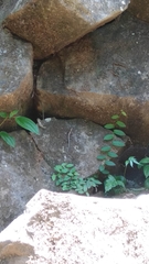 Sphenomorphus sanctus