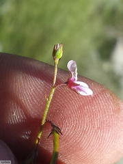 Indigofera sarmentosa
