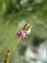 Indigofera sarmentosa
