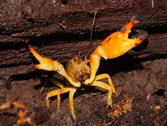 Engaeus tuberculatus