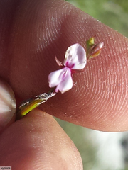 Indigofera sarmentosa