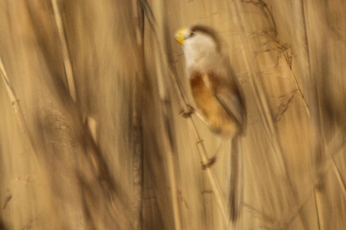 Reed Parrotbill (Paradoxornis heudei), photo 9