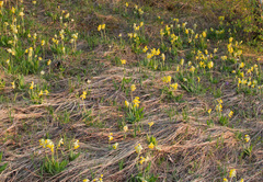 Primula veris macrocalyx
