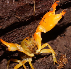 Engaeus tuberculatus