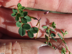 Indigofera sarmentosa