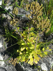 Pseudoselago peninsulae