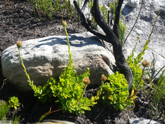 Osmitopsis dentata