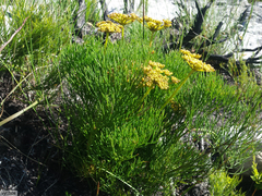 Nanobubon strictum