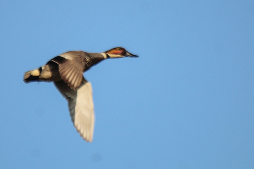 Falcated Duck, photo 5 of 10