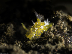 Plocamopherus pecoso